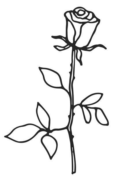 Vector rose doodle flower line drawing black nature icon