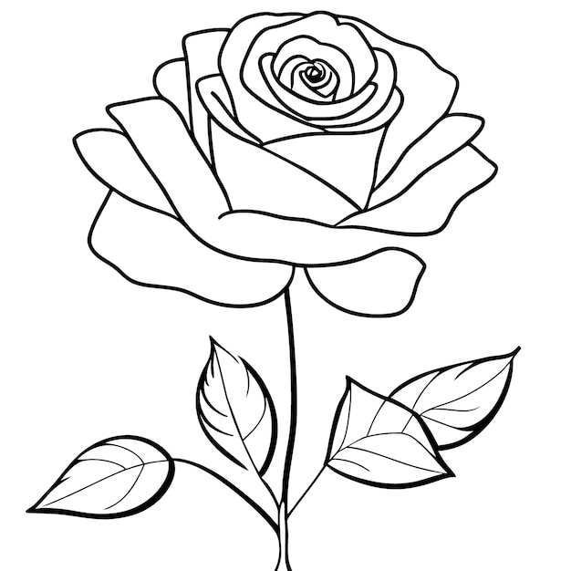 Premium Vector | Rose for drawing coloring book vector illustration ...