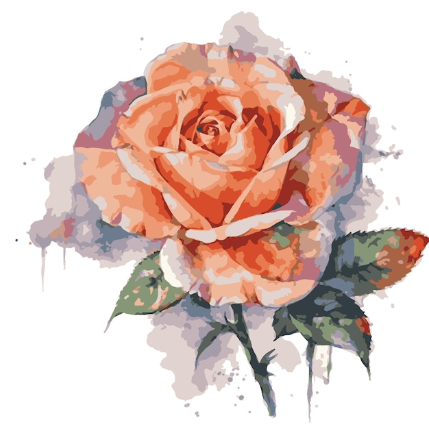 Rose drawn with watercolor vector illustrator