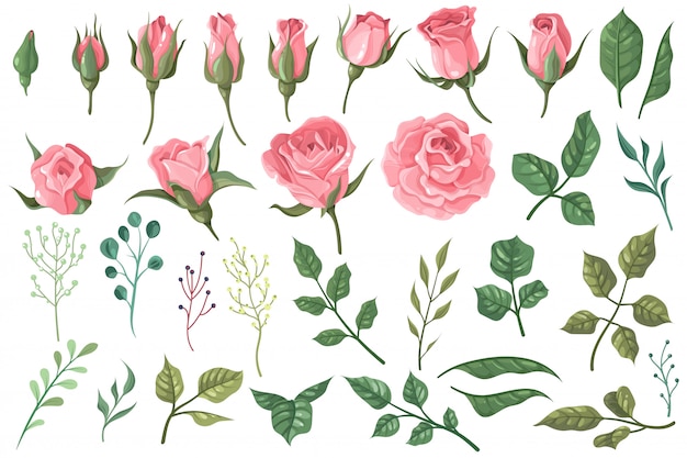 Vector rose elements. pink flower buds, roses with green leaves bouquets, floral romantic wedding decor for vintage greeting card.  set