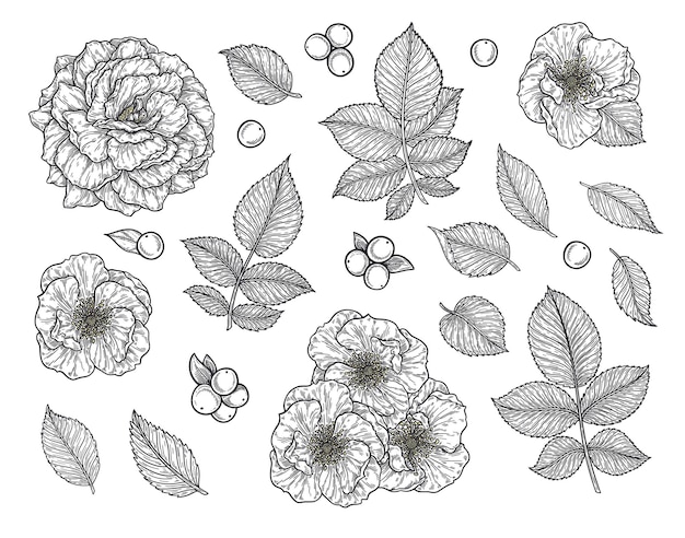 バラの花と葉が線で描かれた手描き