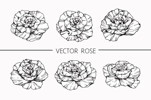 Rose flower drawing illustration