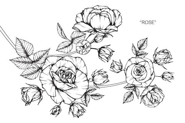 Rose flower drawing illustration