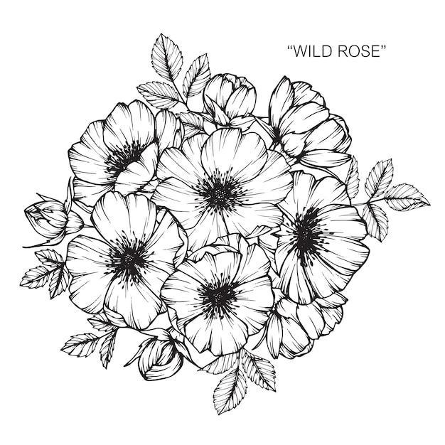 Rose flower drawing illustration.