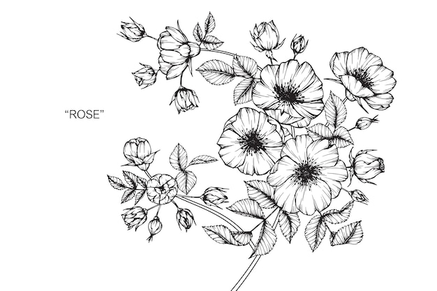 Rose flower drawing illustration.