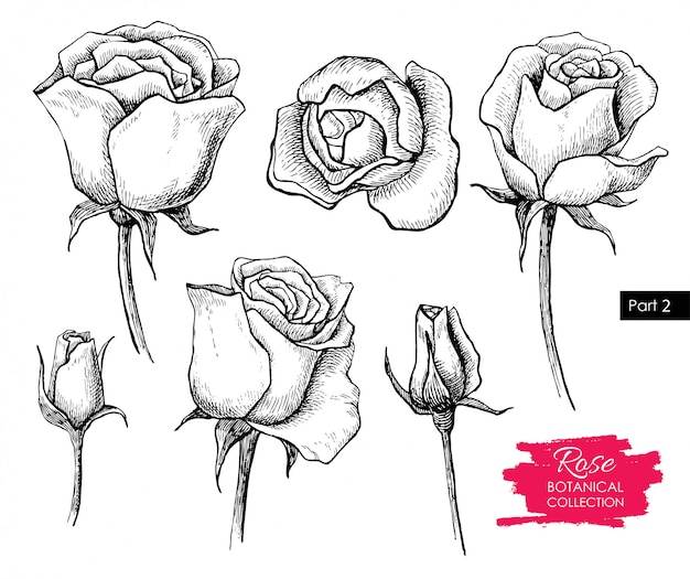 Vector rose flower drawing. vintage illustration