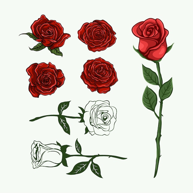 Vector rose flower hand drawn collection