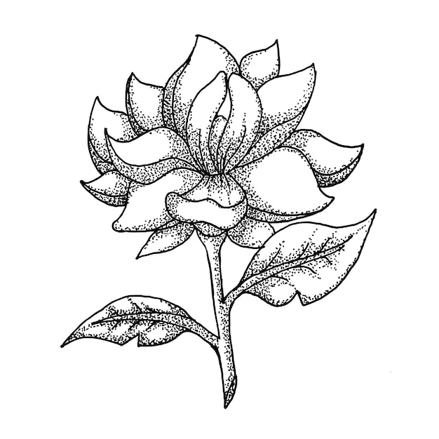 Rose flower hand drawn illustration