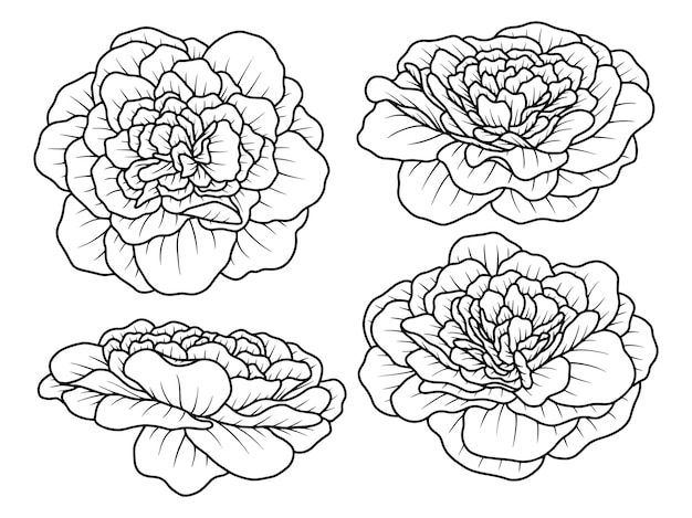 Rose flower hand getrokken schets lijn kunst illustratie