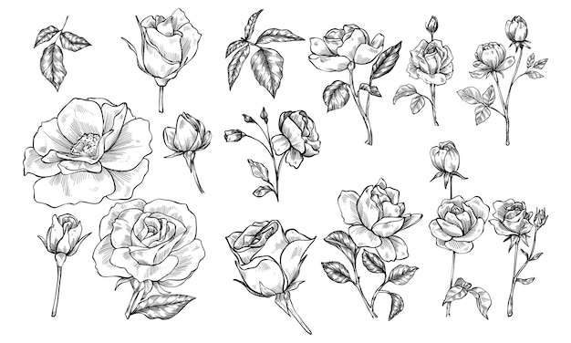 Vector rose flower handdrawn illustration engraving
