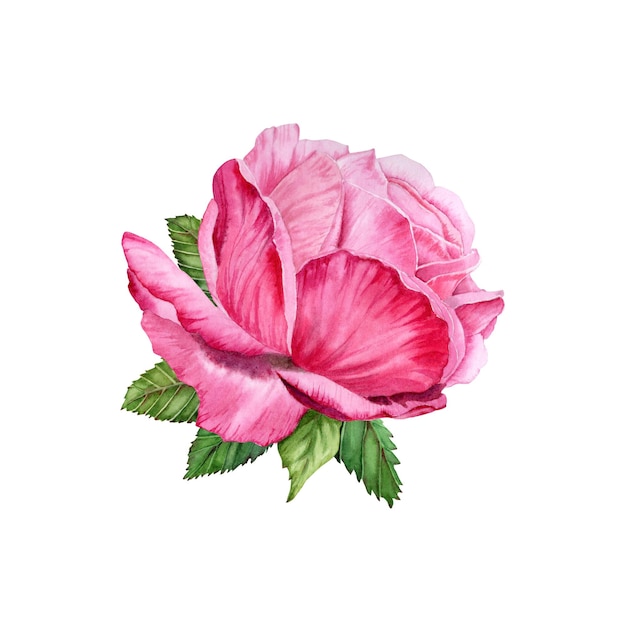 Rose flower head with green leaves isolated watercolor illustration