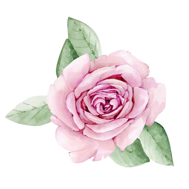 Fiore di rosa, illustrazione acquerello.