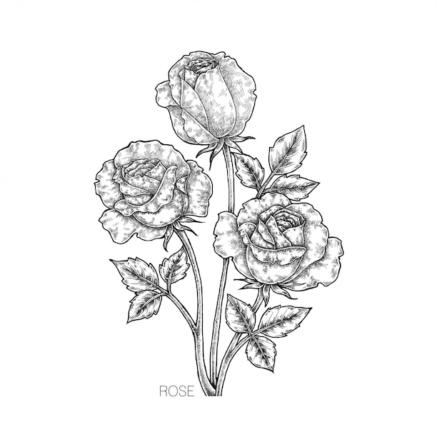 Rose Flower Illustration