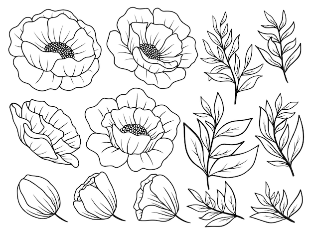 Rose flower and leaf line art collection