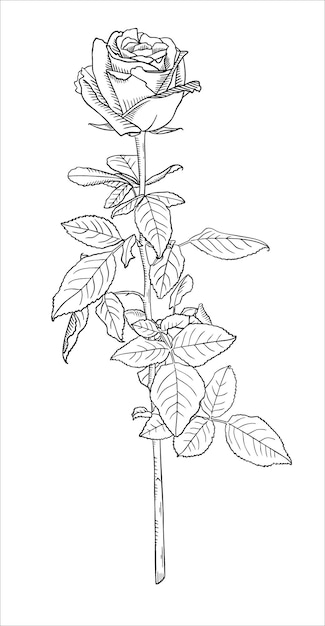 Rose flower long stem with leaves vector sketch illustration