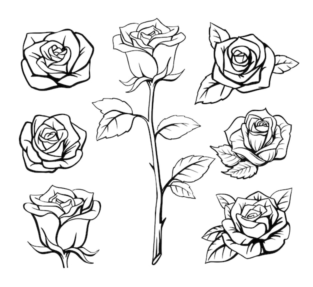 Vettore disegnato a mano di contorno di fiori di rosa.