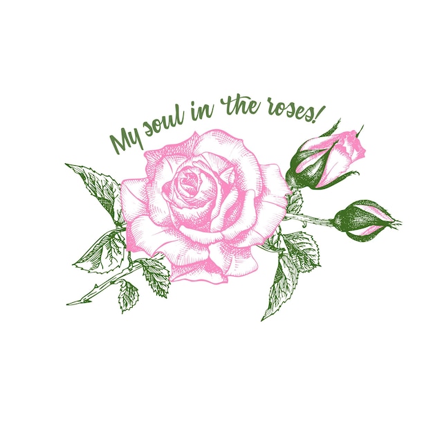 Rose flower sketch in engraving style on white background Pink and green color Tshirt print Love background Typography design Lettering text My soul in the roses