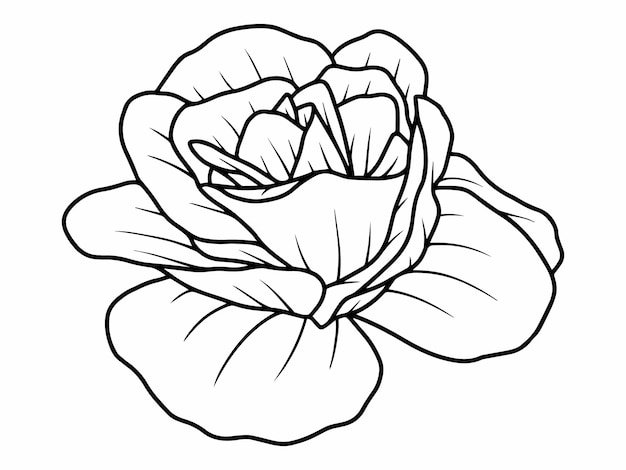 Vector rose flower sketch line art