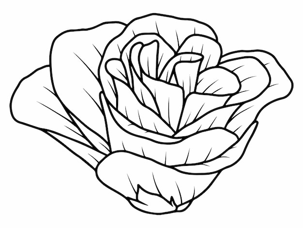 Rose flower sketch line art