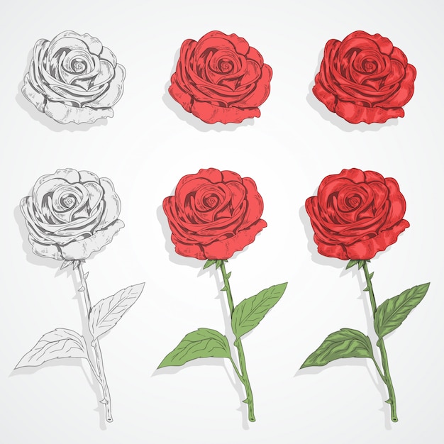 Rose flower vector set