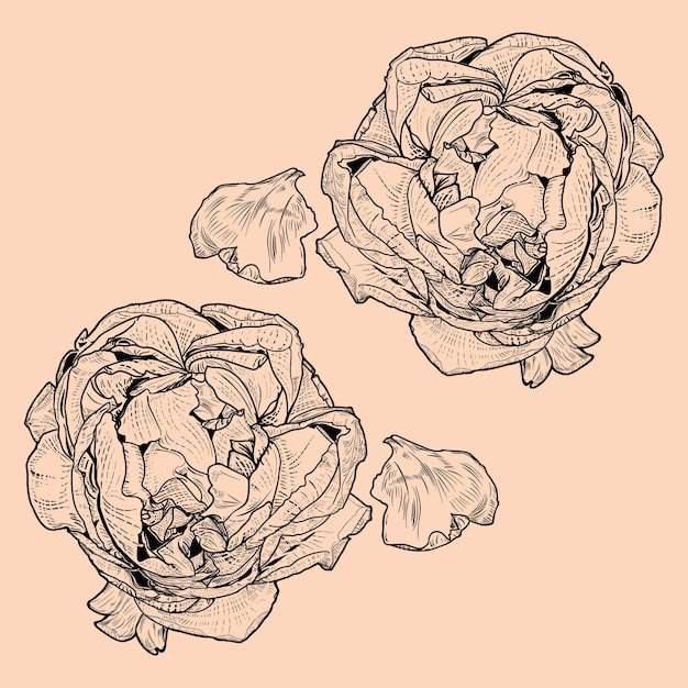 Vector rose flower vintage baroque