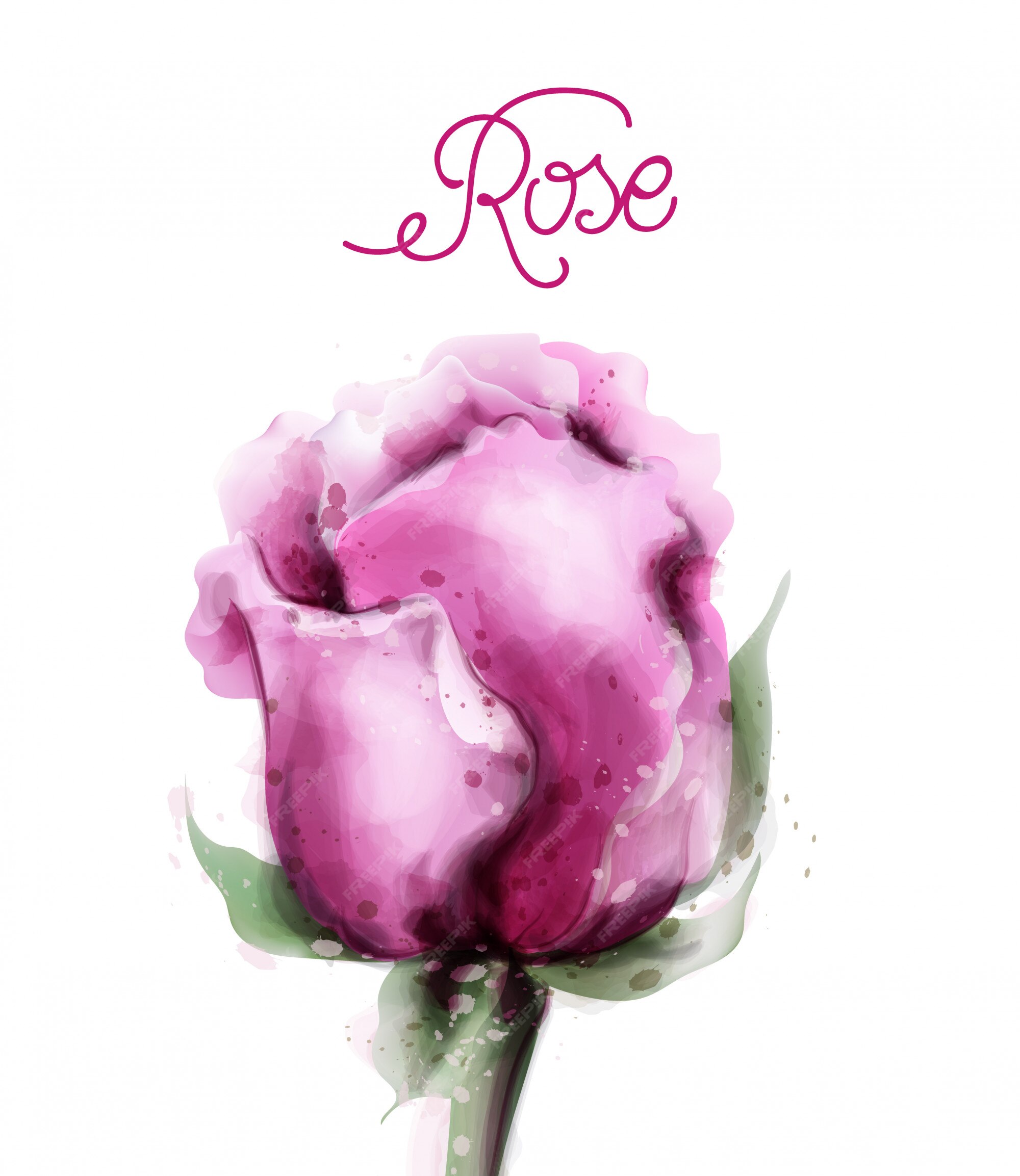 Premium Vector | Rose flower in watercolor