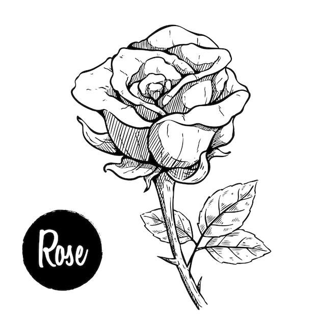 Vector rose flower with hand drawing sketch or vintage style