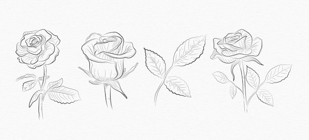 Rose flowers and leaves collection