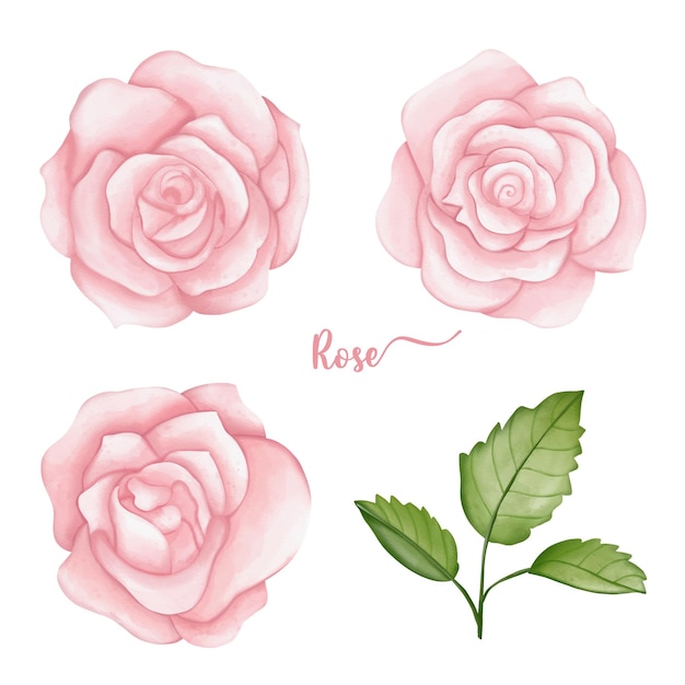 Rose hand drawn illustration set Love and Valentine elements Watercolor Valentine elementsxDxA