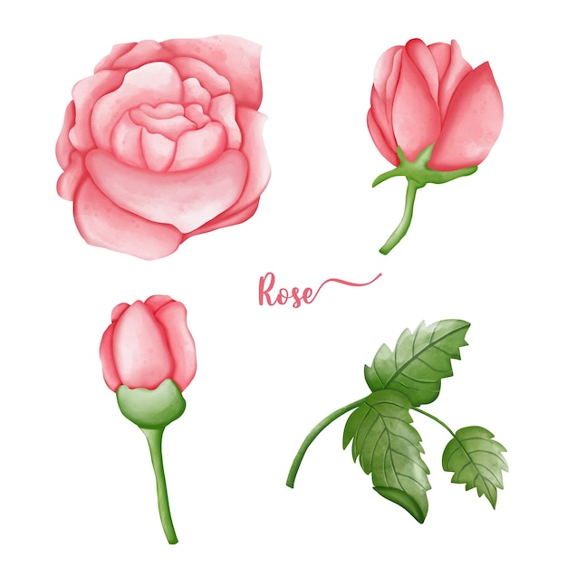 Insieme dell'illustrazione disegnata a mano della rosa elementi di amore e di san valentino acquerello valentine elementsxdxa