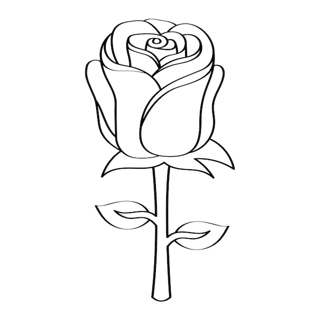 Rose Hand Drawn