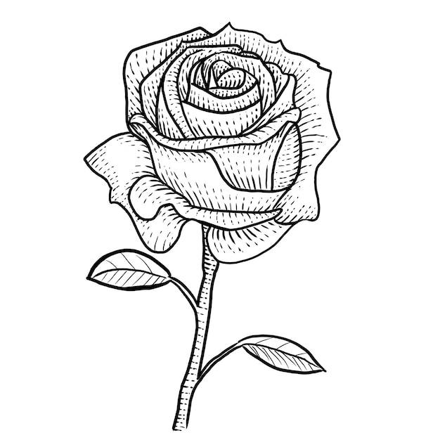 Vector rose handgetekende line art gravure style
