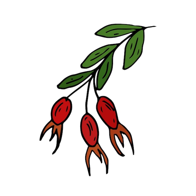 Rose hip Isolated doodle vector illustration Concept of summer fruits berries and healthy food