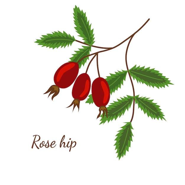 Vector rose hip sketch color