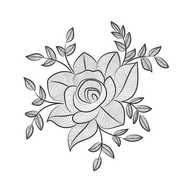 Vector rose illustration of pencil line art