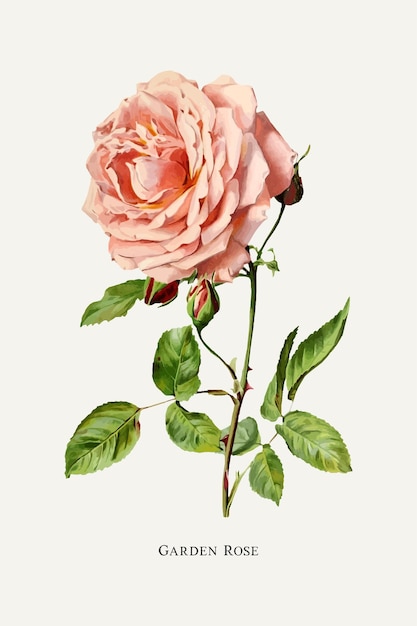 Vector rose illustration