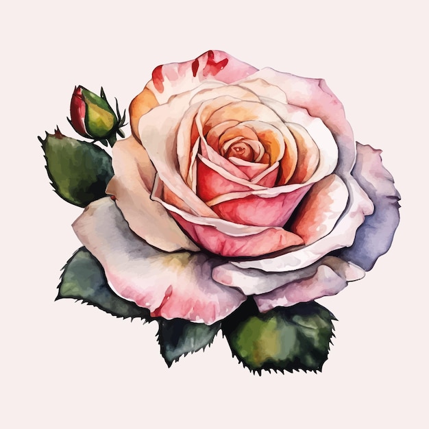 Rose illustration