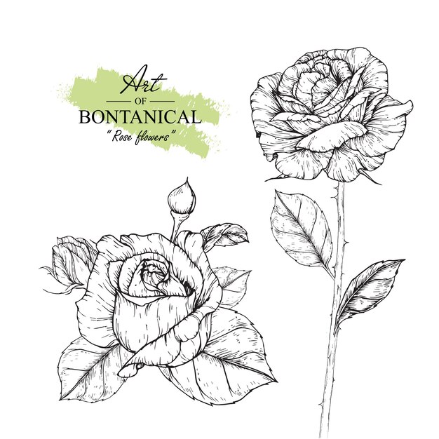 Vector rose leaf and flower drawings