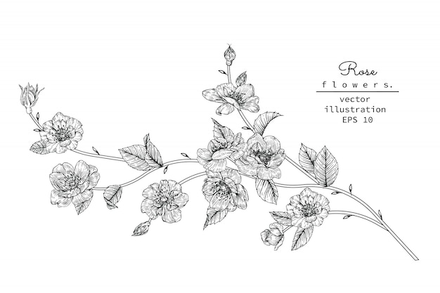 Rose Leaf and flower drawings