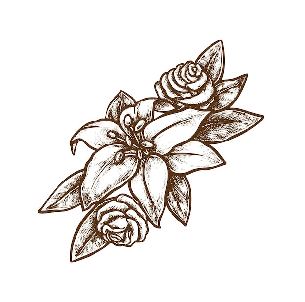 Rose lily flower ink sketch isolated on white background