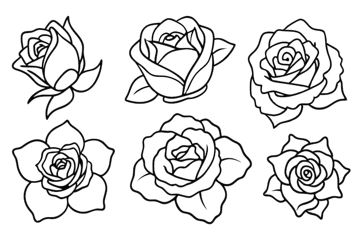 Vector rose line art