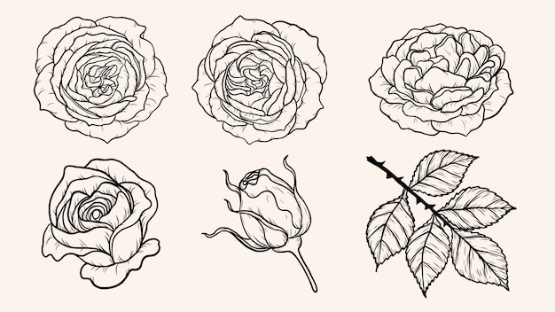 Illustrazione di vettore dell'ornamento della rosa a mano