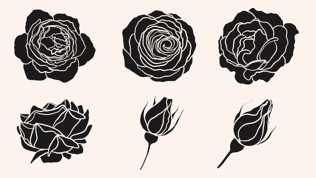 Rose ornament vector by hand drawing