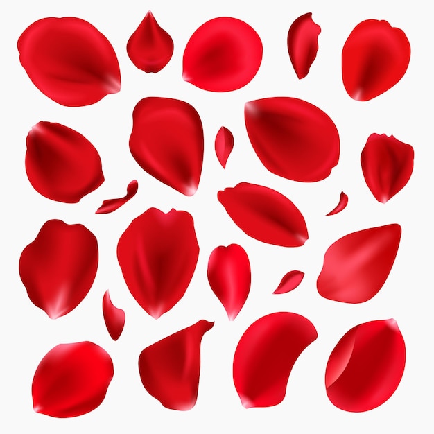 Vector rose petals background