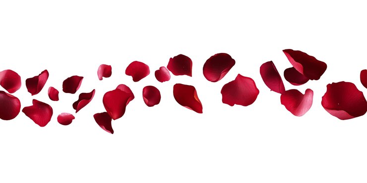 Vector rose petals flying in the air red color vector illustration white background