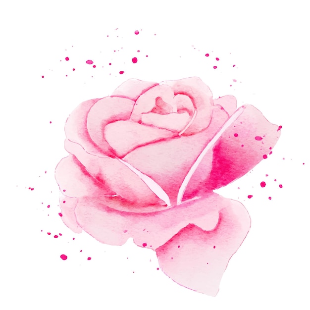 Vector rose pink flower watercolor