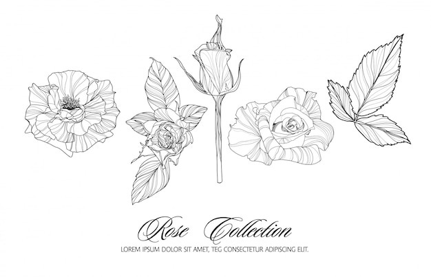 バラのスケッチ集。手描きの花セット。