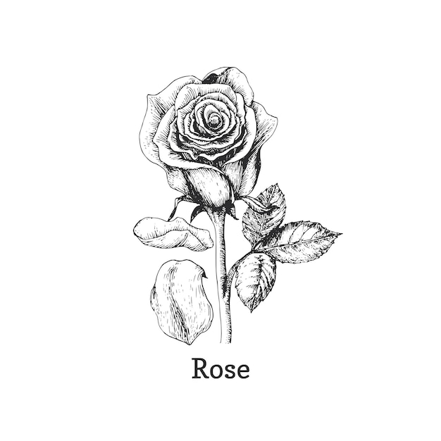 Vector rose sketch in vector botanical drawing in engraving style medicinal plant hand drawn illustration