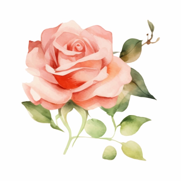 Rose vector illustratie aquarel stijl Elegante roos van pastelkleuren bloemen chique vintage illustratie