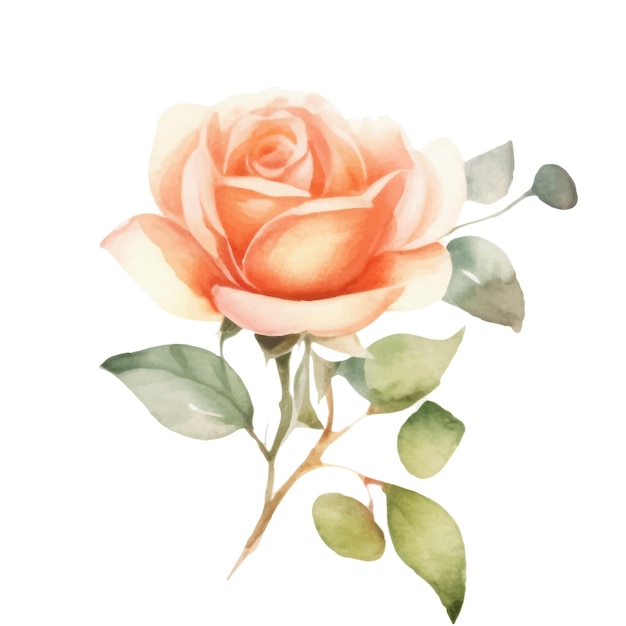 Rose vector illustration watercolor style Elegant rose of pastel colors floral chic vintage illustration